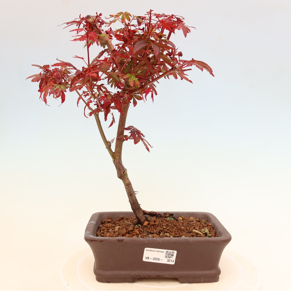 Bonsai für den Außenbereich – Palmenblättriger Ahorn – Acer palmatum „Berry Broom“ 