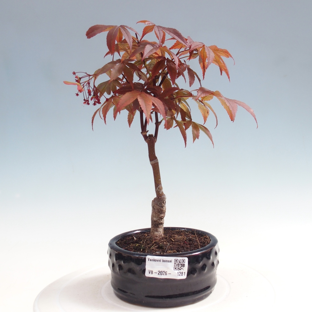 Bonsai für draußen - Acer-Palme. Atropurpureum-Javor palmate
