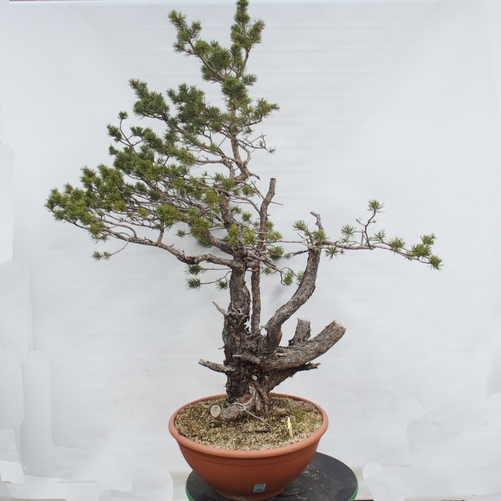 Yamadori - Pinus sylvestris Spanien
