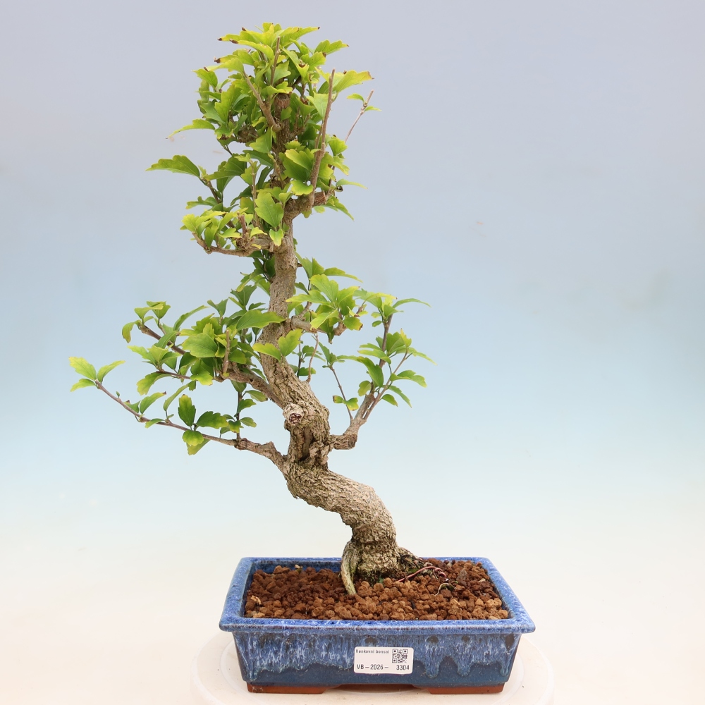 Bonsai für den Außenbereich – Hibiscus syriacus – Syrischer Hibiskus