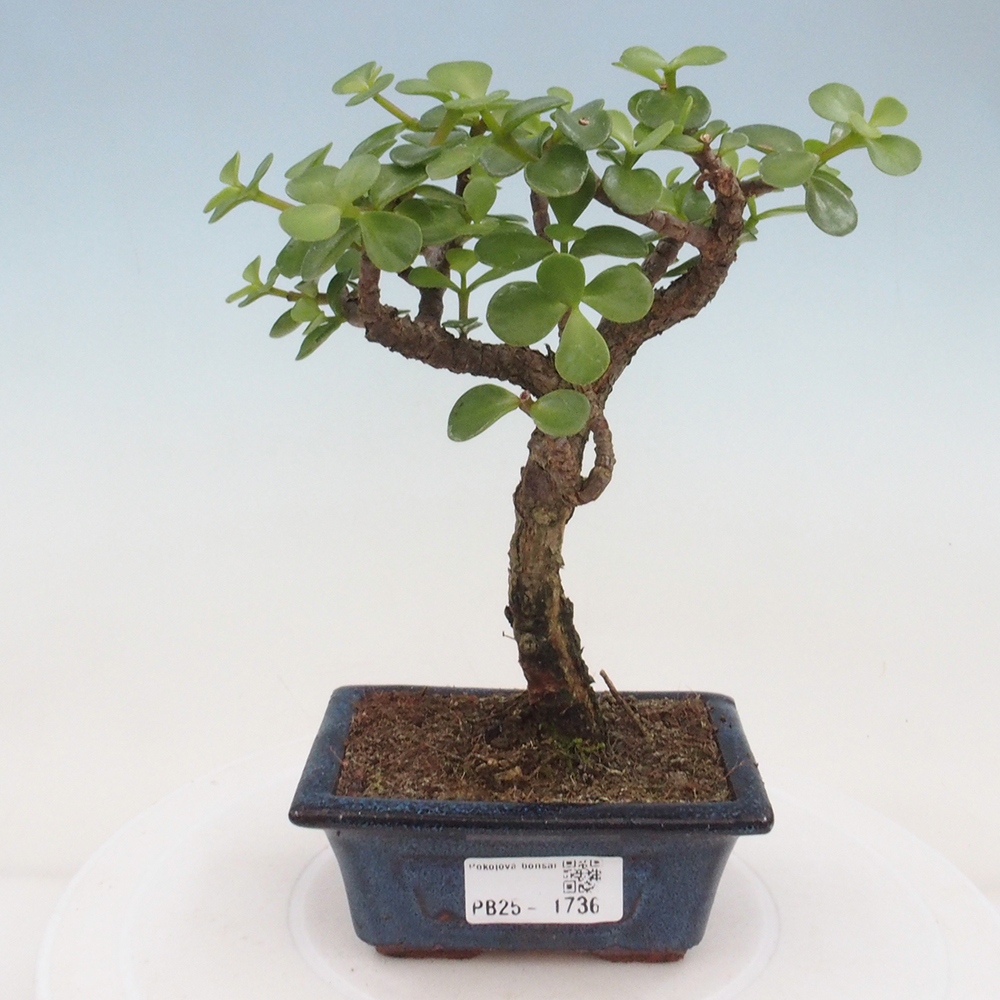 Zimmerbonsai - Portulakaria Afra - Tlustice