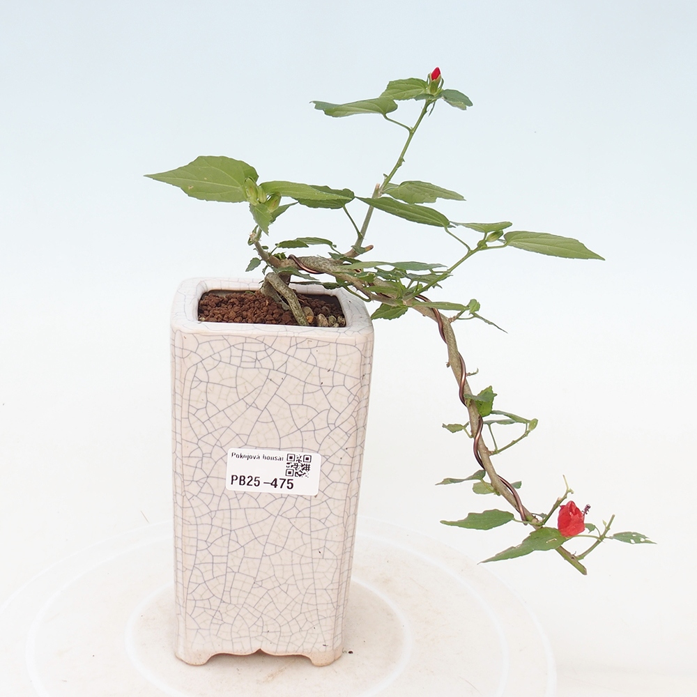 Zimmerbonsai - Malvaviscus arboreus - holziger Hibiskus