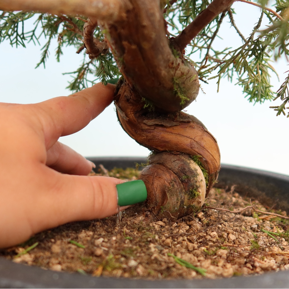 Bonsai für draußen - Juniperus chinensis Itoigawa-Juniperus chinensis