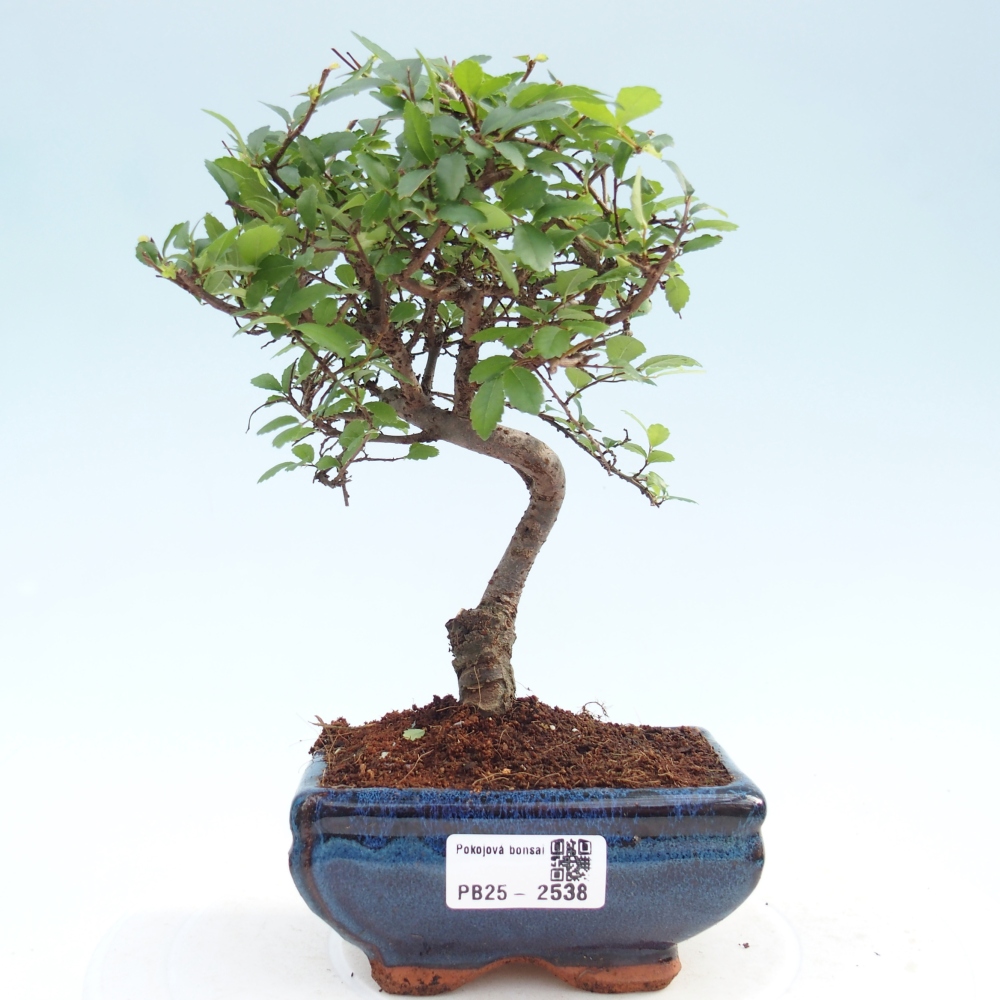 Indoor Bonsai - Ulmus parvifolia - Kleine Blattulme