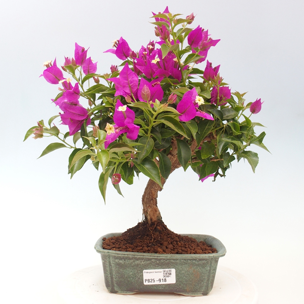 Indoor Bonsai - Bouganwilea