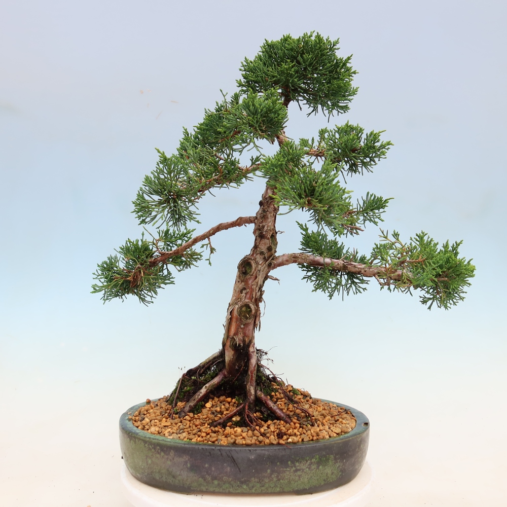Bonsai für draußen - Juniperus chinensis Kishu