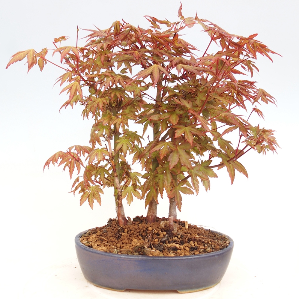 Bonsai im Freien - Acer palmatum - Auburn Ahorn