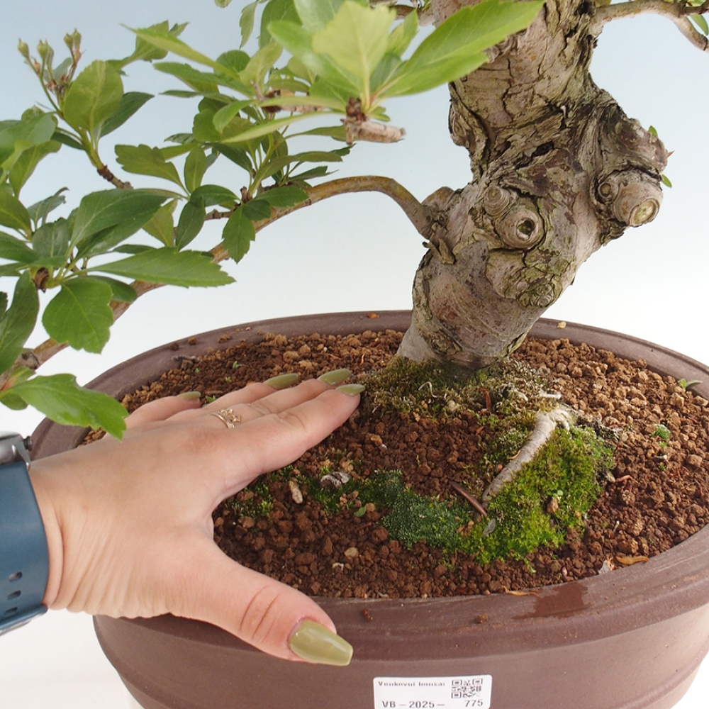 Bonsai im Freien - Weißdorn - Crataegus cuneata