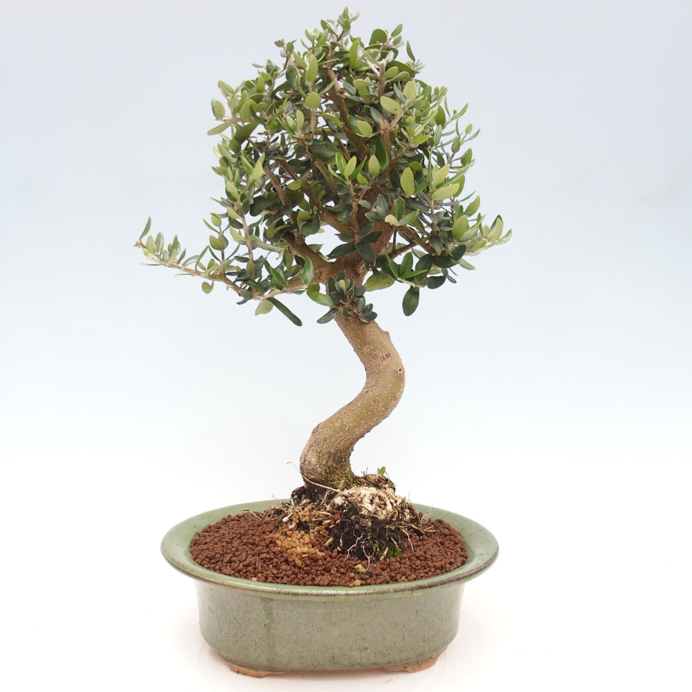 Indoor-Bonsai - Olea europaea sylvestris - Europäisches kleinblättriges Olivenöl