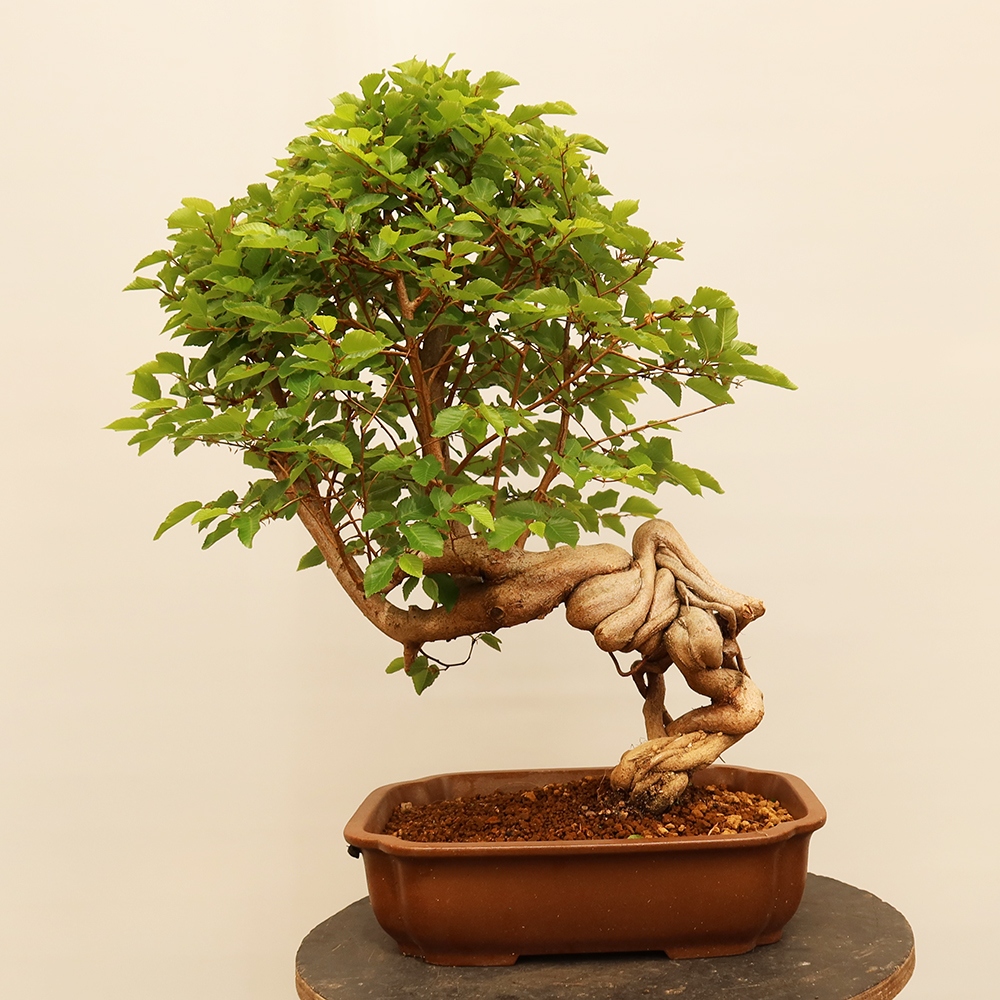 Bonsai im Freien - Carpinus Coreana - Koreanische Hainbuche