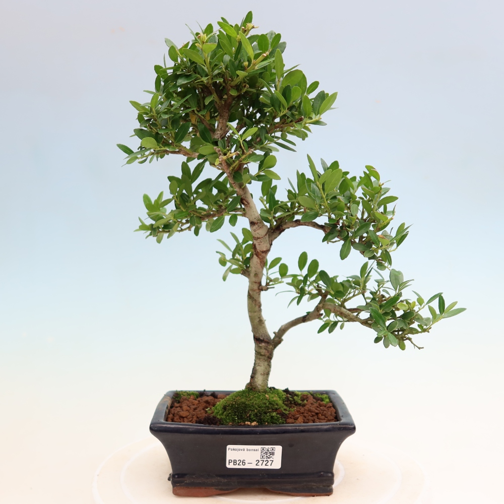 Zimmer Bonsai - Ilex crenata - Stechpalme