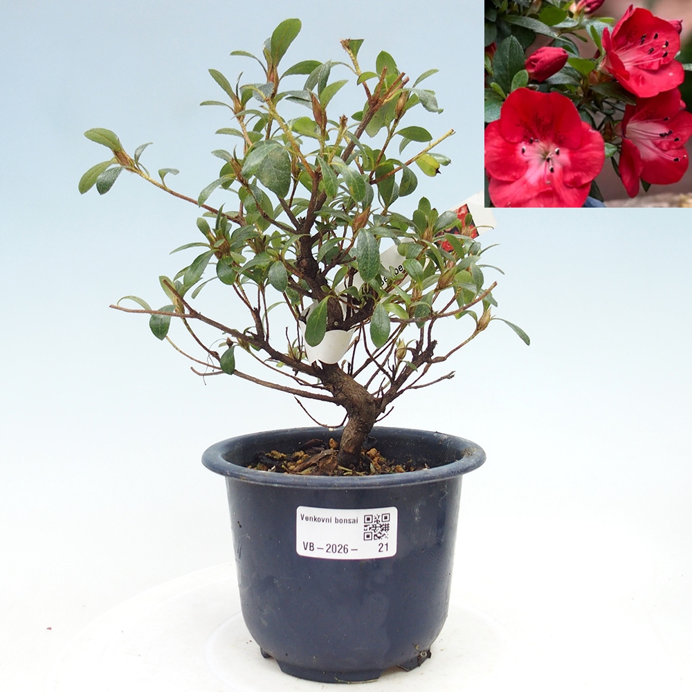 Bonsai für draußen - Japanische Azalee - Azalea Benibeni
