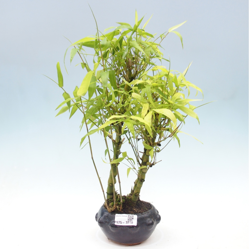 Zimmer Bonsai - Bambus budha-Bambus budha bauch