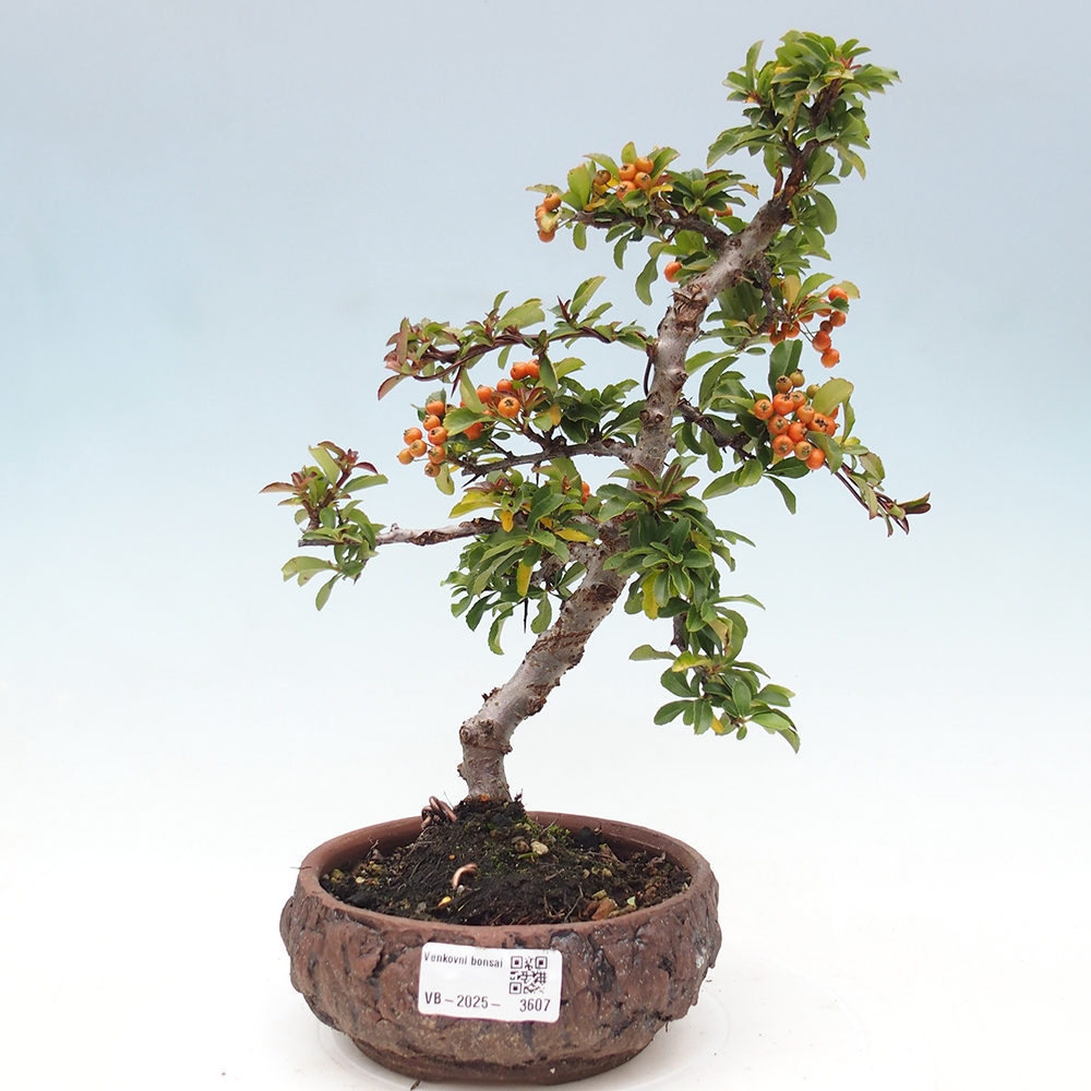 Outdoor Bonsai-Pyracanta Teton -Bäckerei