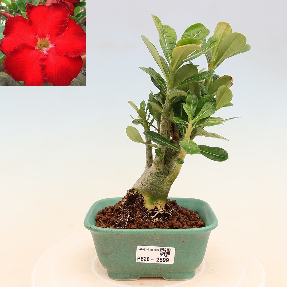 Zimmerbonsai – Adenium obesum „Red Star“ – Wüstenrose