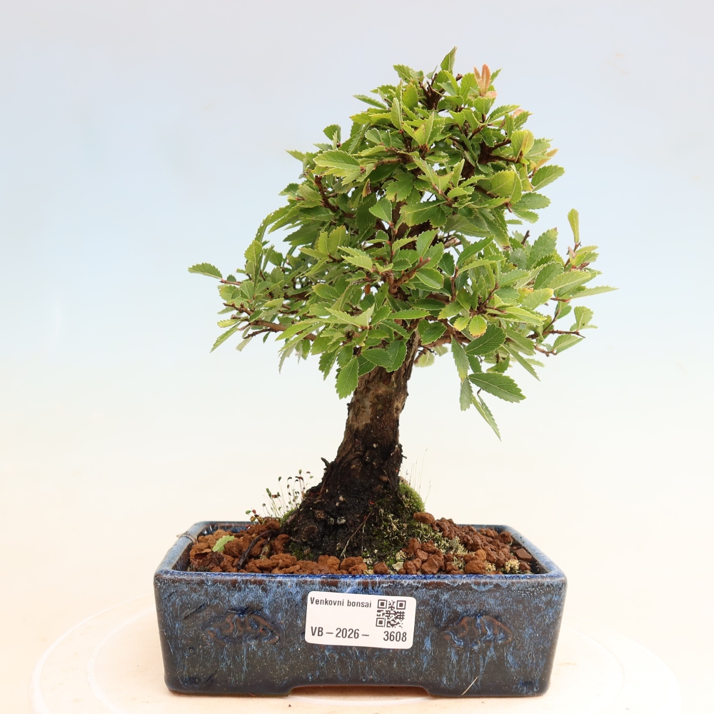 Bonsai für draußen - Zelkova - Zelkova NIRE
