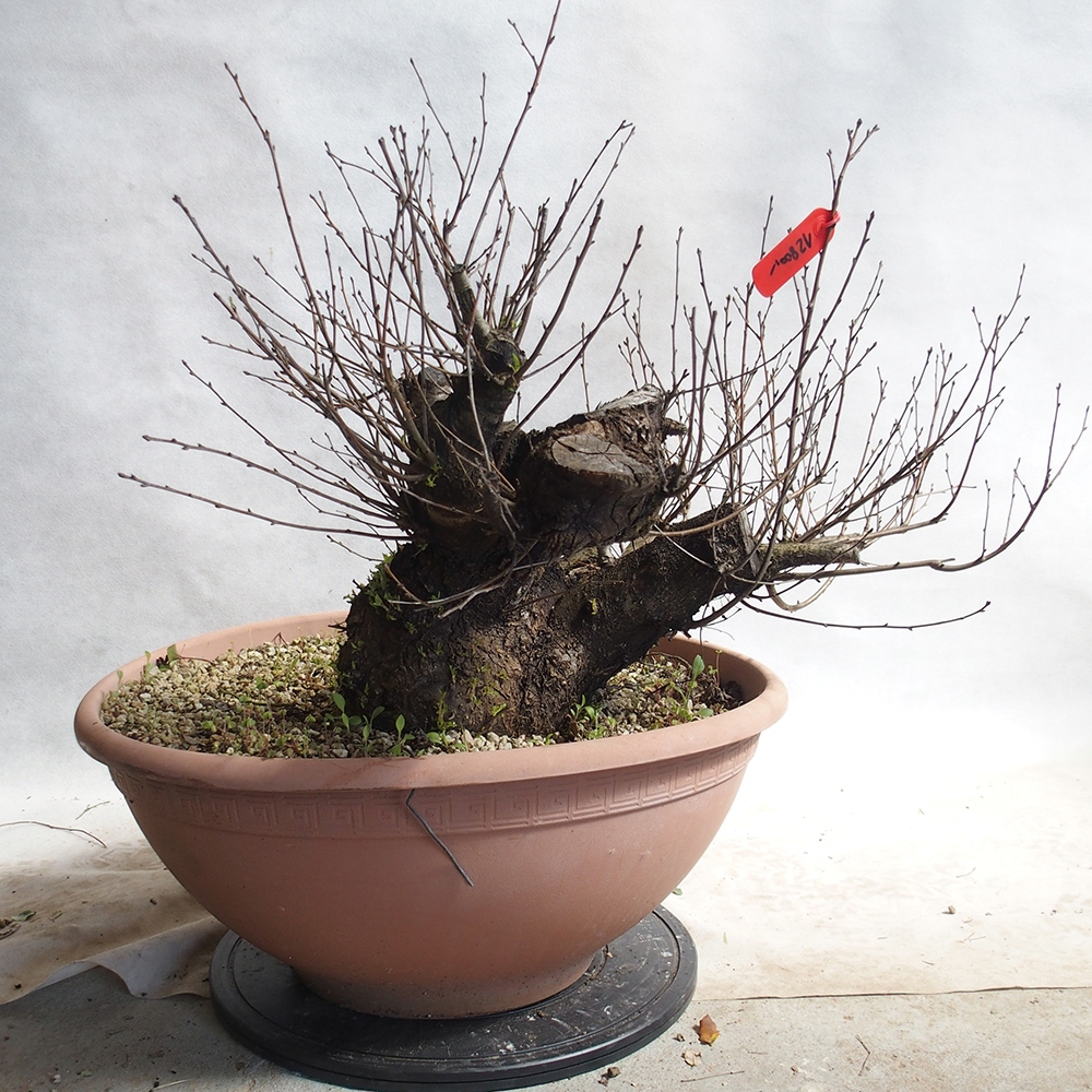 Outdoor Bonsai -Mahalebka - Prunus Mahaleb