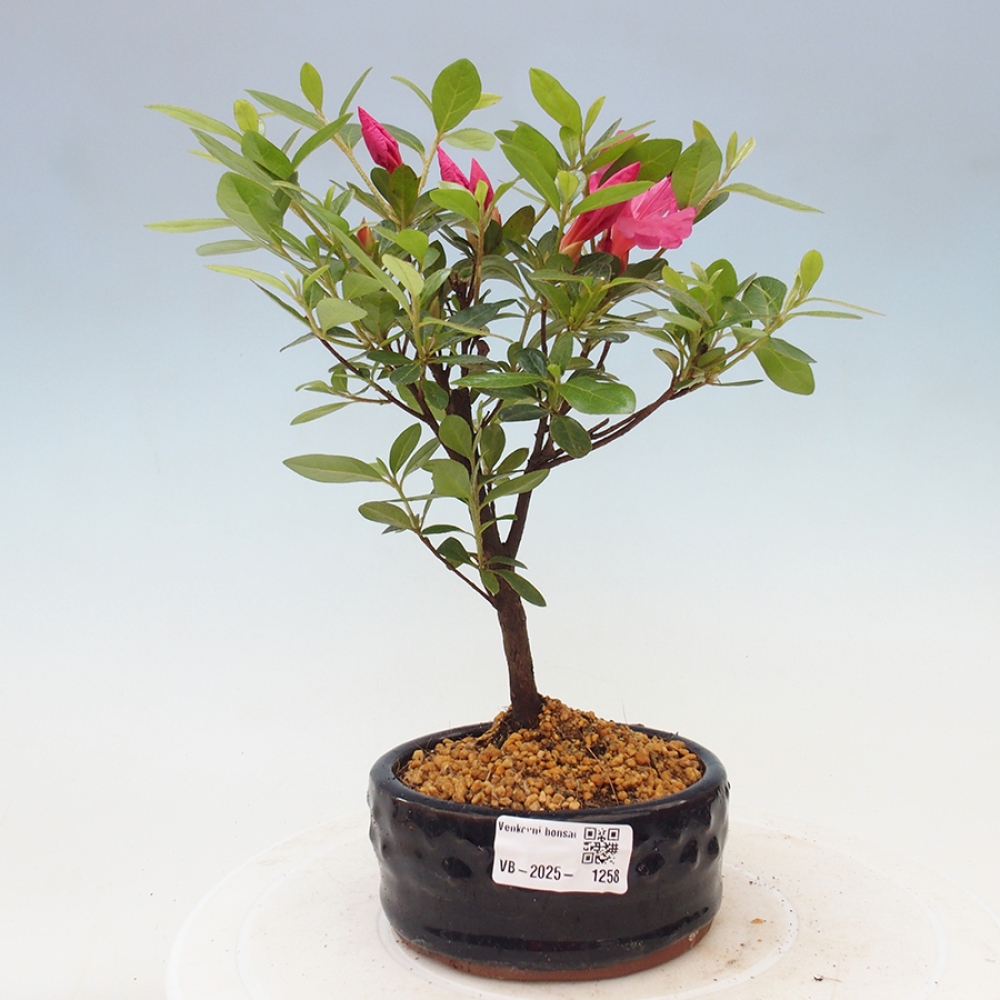 Bonsai im Freien - Japanische Azalee - Azalea sp.