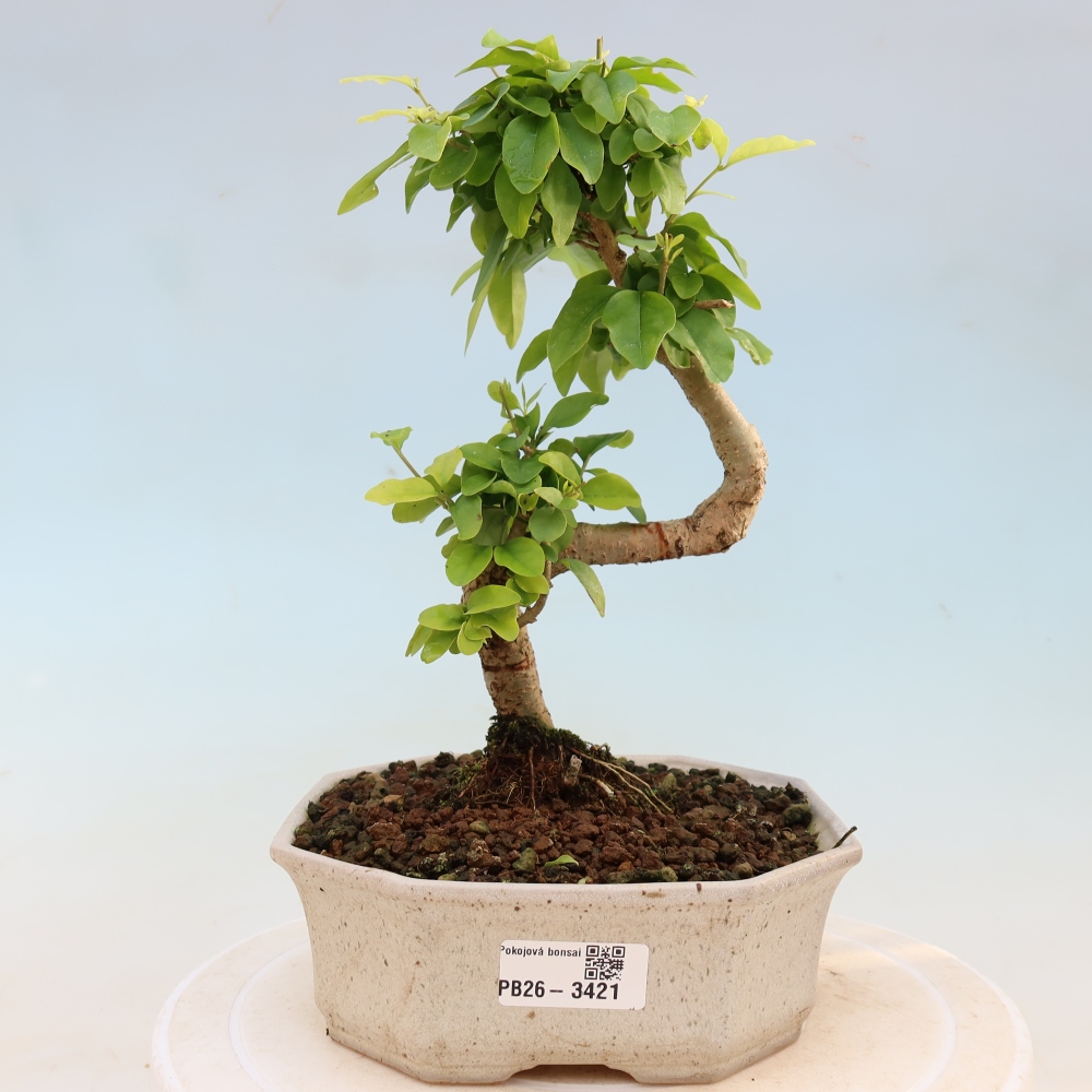 Zimmer Bonsai -Ligustrum chinensis - Vogelschnabel