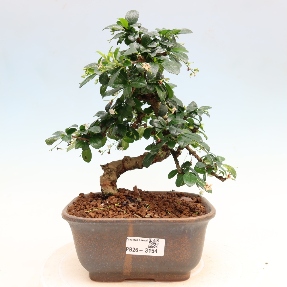 Zimmer-Bonsai - Carmona macrophylla - Tee-Fuki