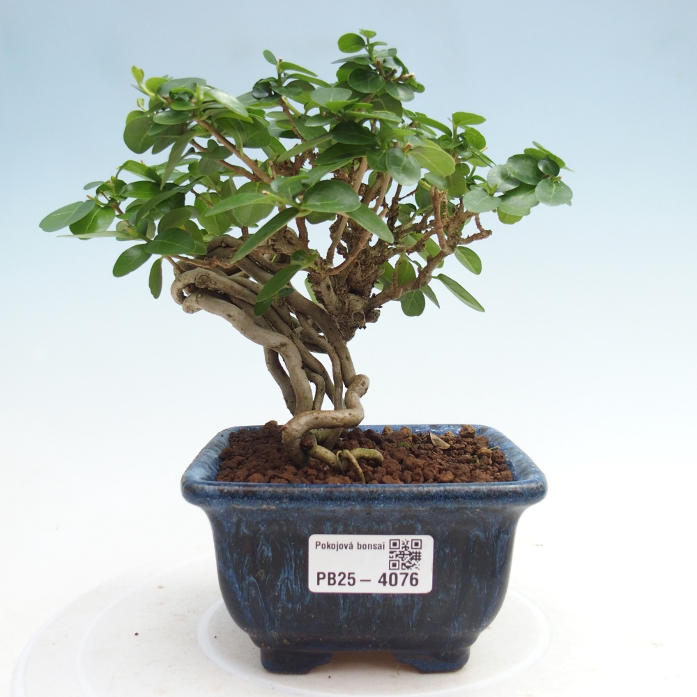 Zimmerbonsai - Premna serratifolia - Kozlovna malolista