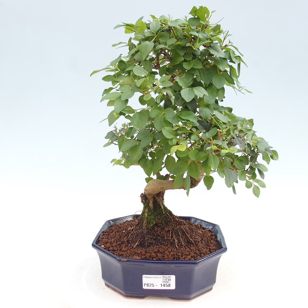 Indoor Bonsai -Ligustrum chinensis - Vogelschnabel