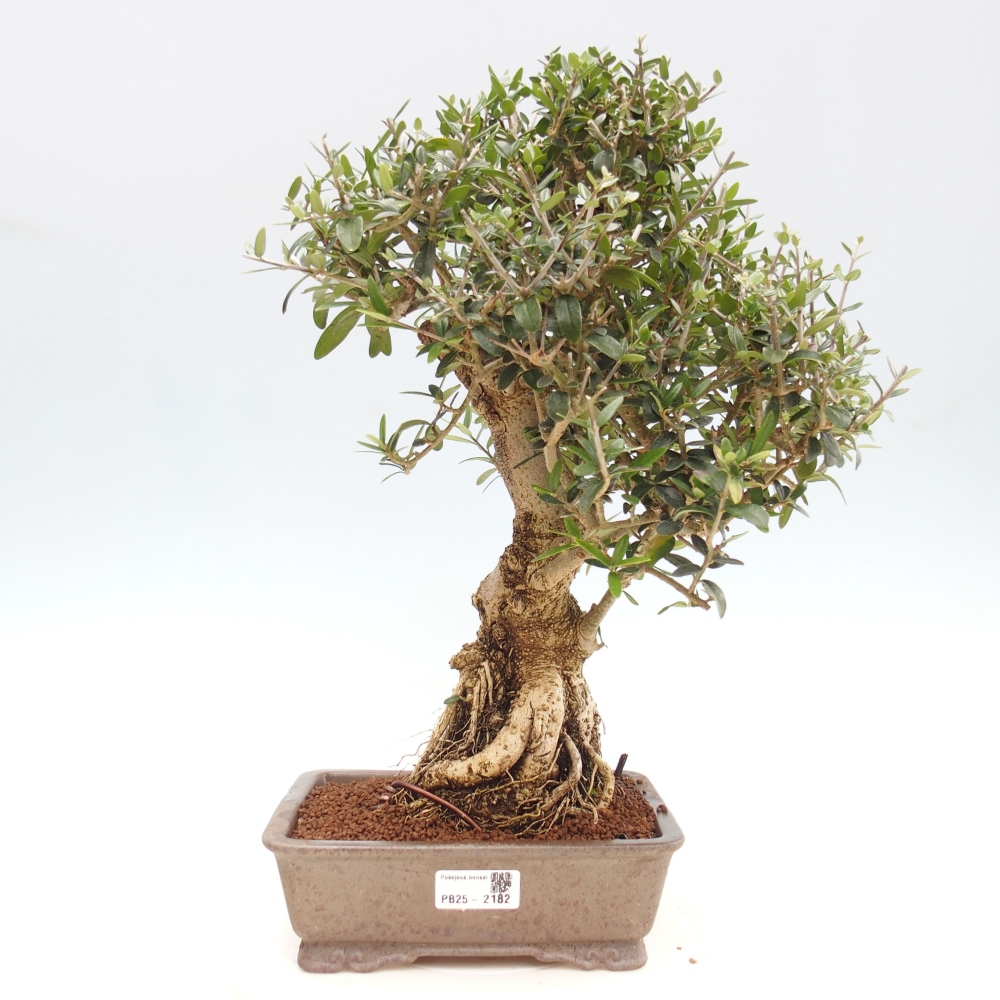 Indoor-Bonsai - Olea europaea sylvestris - Europäisches kleinblättriges Olivenöl