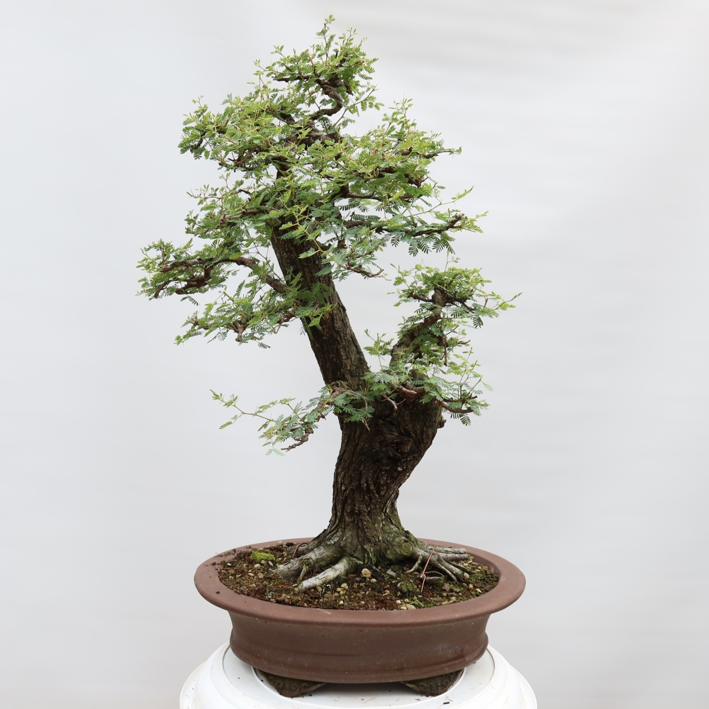 Zimmer Bonsai - Akazien Arabica