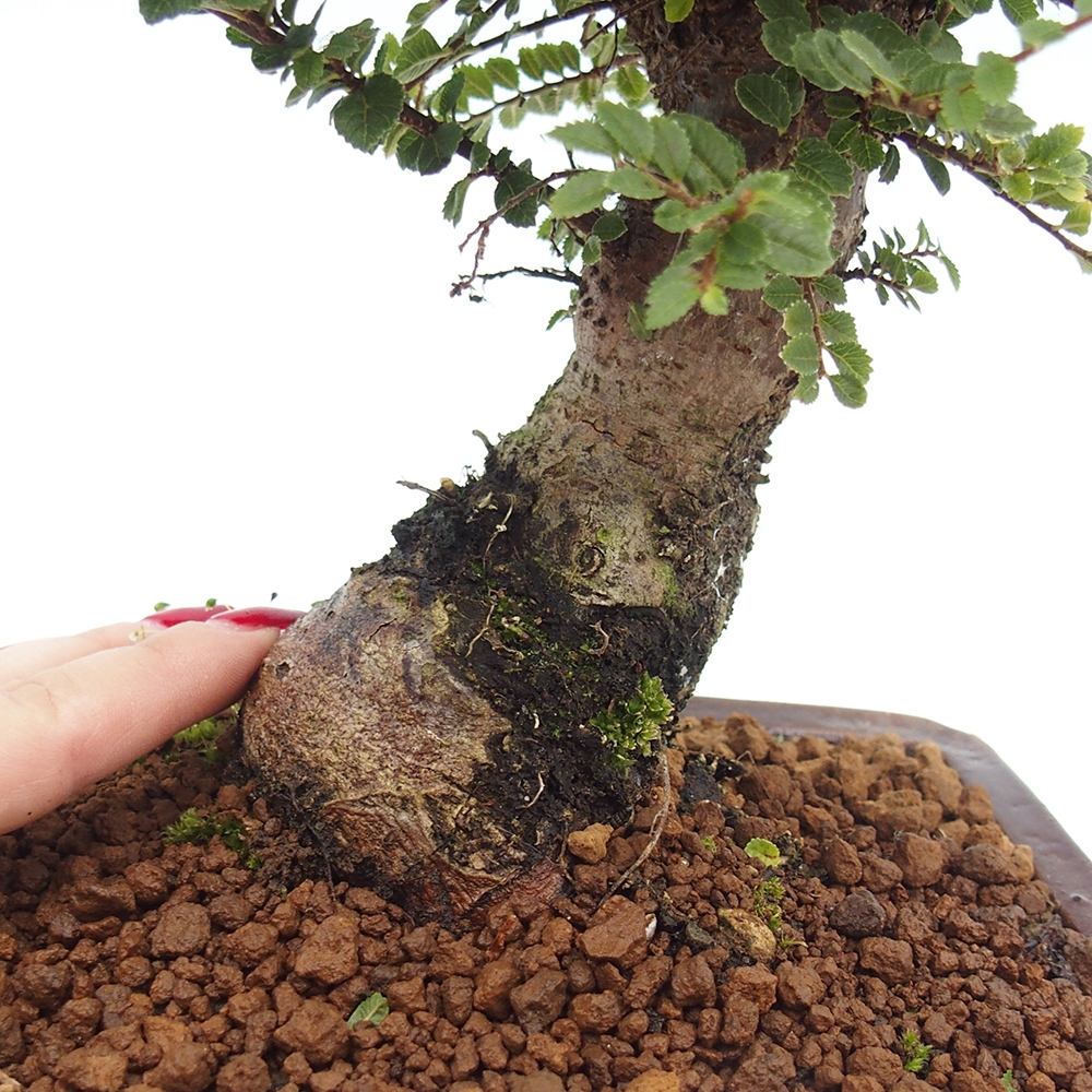 Bonsai im Freien - Ulmus parvifolia Hokkaido - Chinesische Ulme