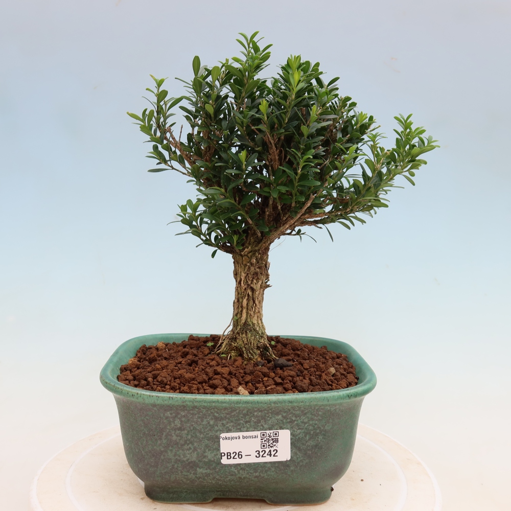 Zimmer Bonsai - Buxus harlandii - Korkbuxus