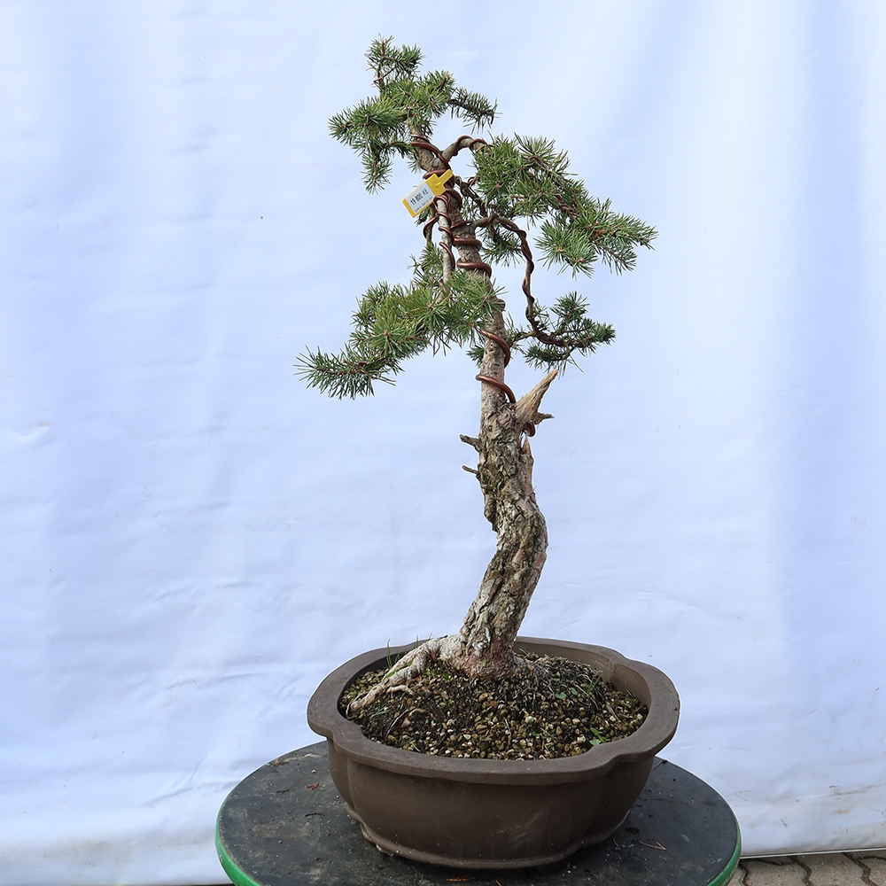 Pinus sylvestris Spanien – Waldkiefer