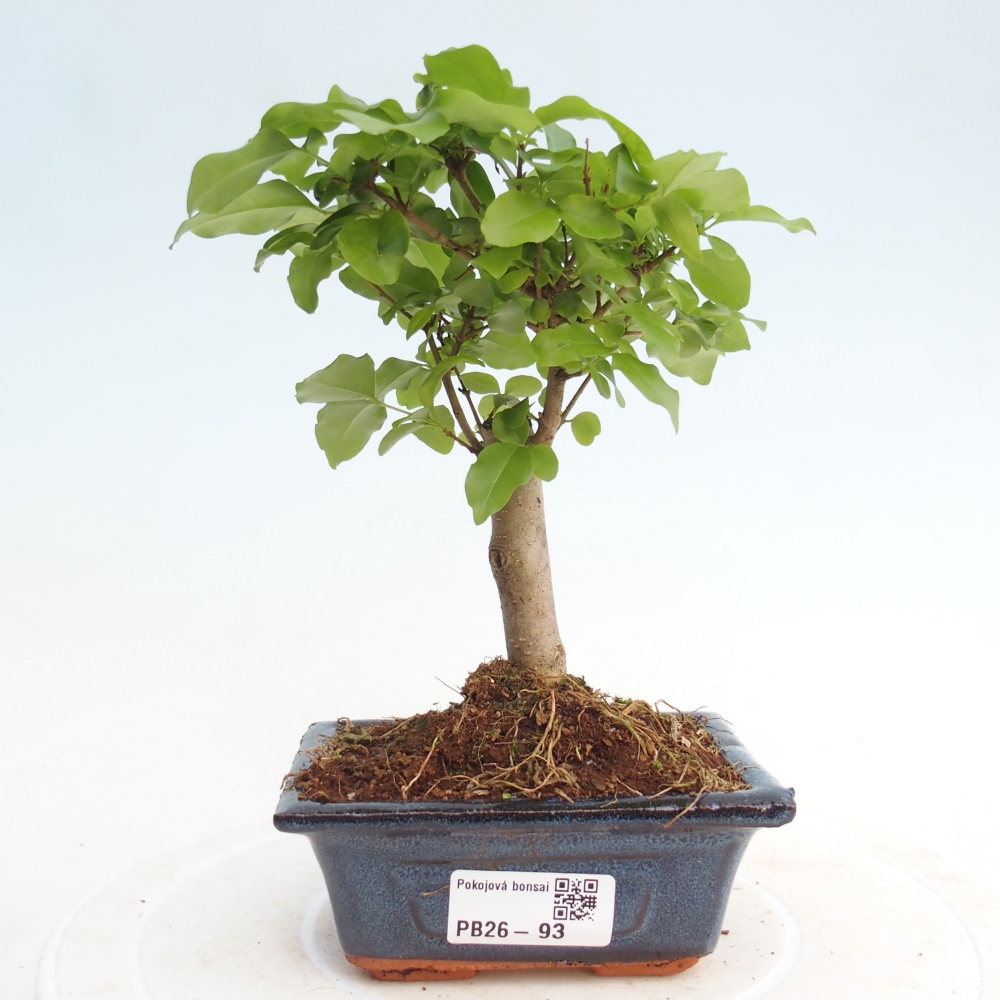 Zimmer Bonsai -Ligustrum chinensis - Vogelschnabel