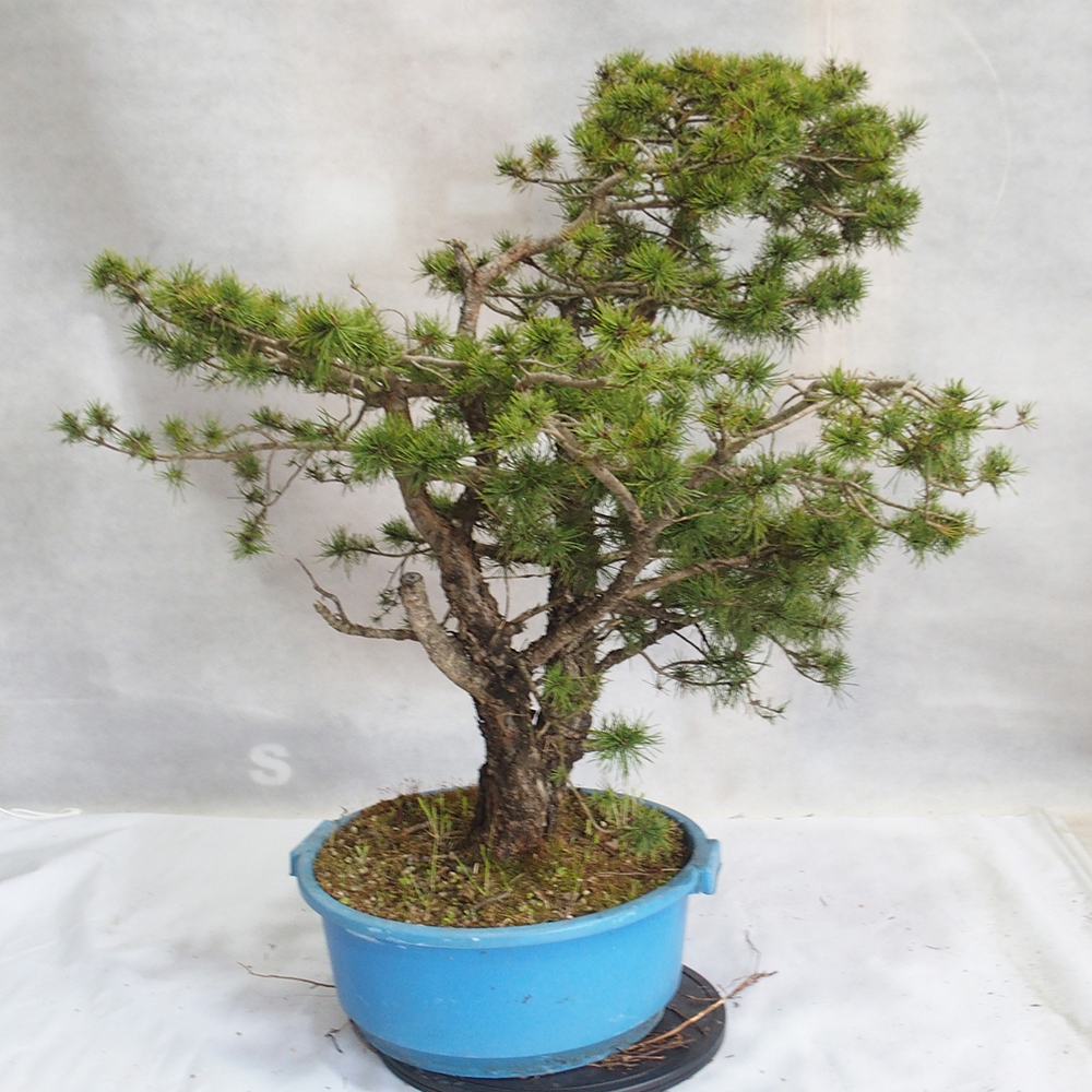 Yamadori - Pinus sylvestris 