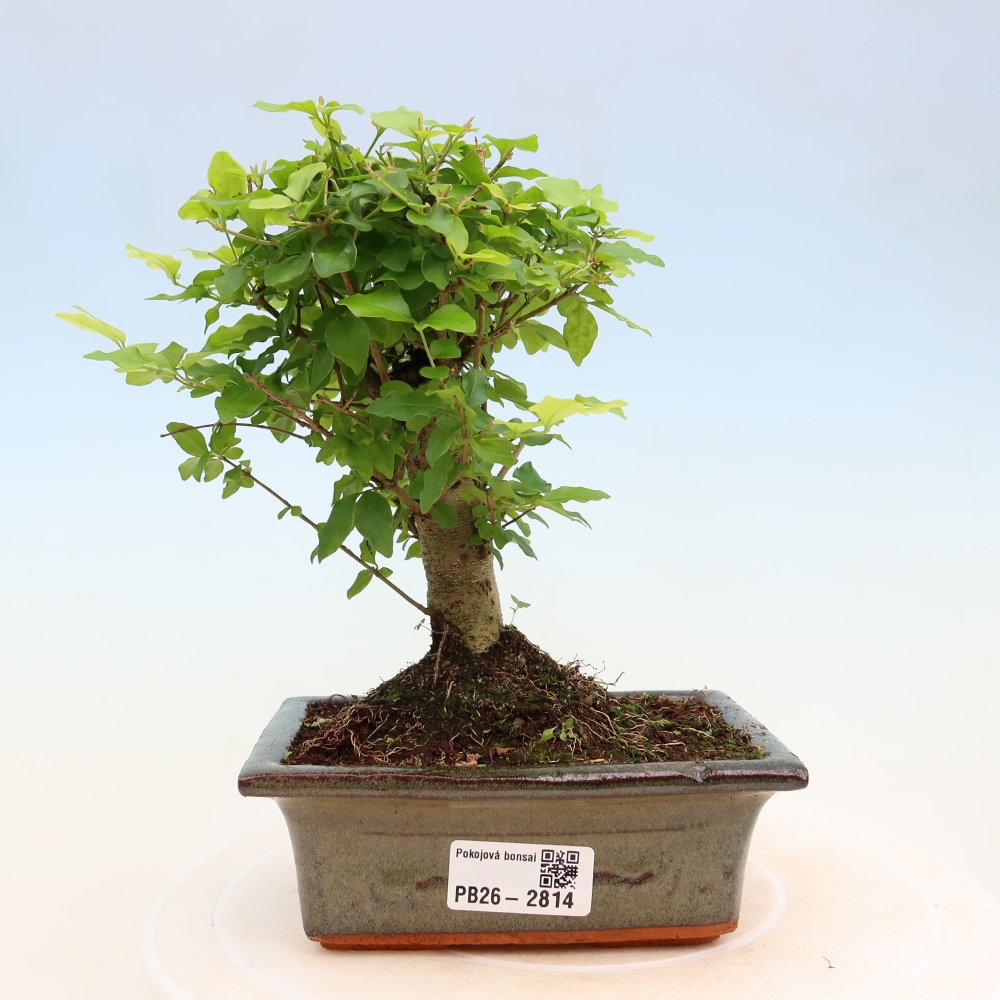 Zimmer Bonsai -Ligustrum chinensis - Vogelschnabel