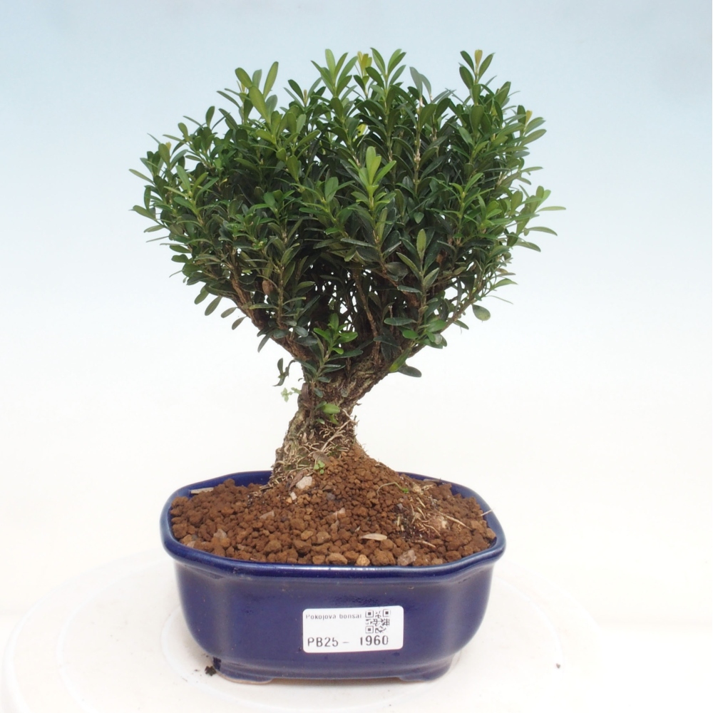 Zimmerbonsai - Buxus harlandii - Korkbuchsbaum