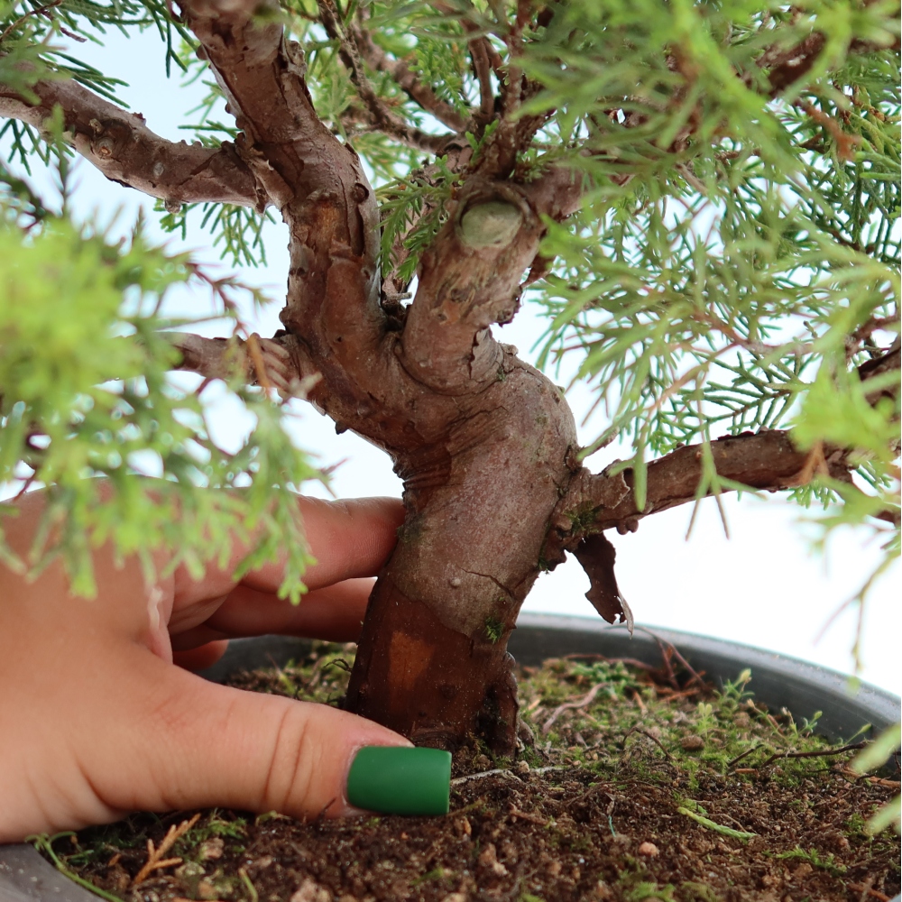 Bonsai für draußen - Juniperus chinensis Itoigawa-Juniperus chinensis