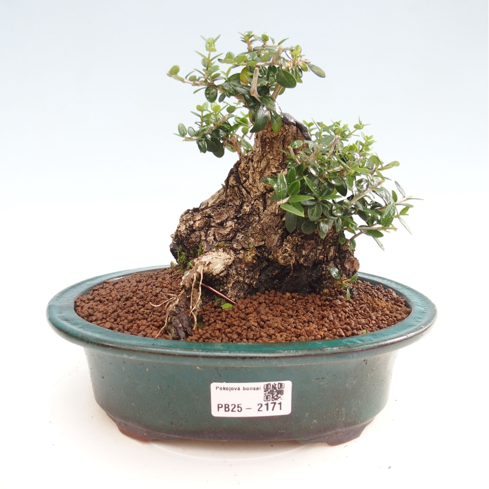 Indoor-Bonsai - Olea europaea sylvestris - Europäisches kleinblättriges Olivenöl