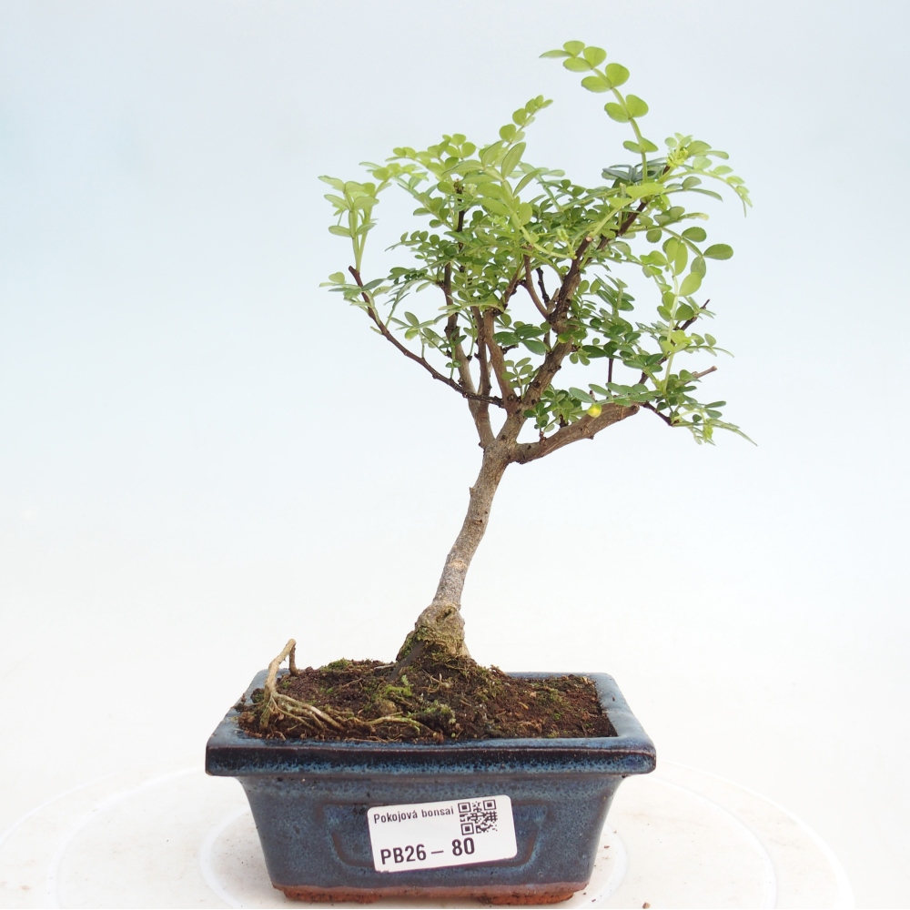 Indoor-Bonsai - Zantoxylum piperitum - Pfefferminze