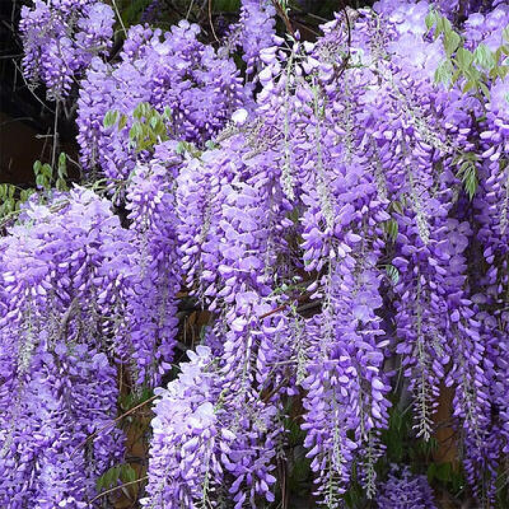 Bonsai für draußen - Wisteria floribunda