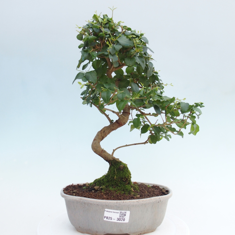 Indoor Bonsai -Ligustrum chinensis - Vogelschnabel