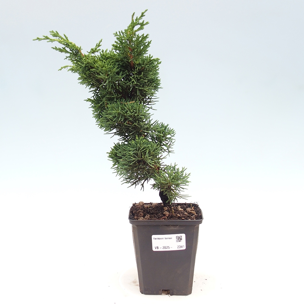 Outdoor-Bonsai - Juniperus chinensis Kishu - Chinesischer Wacholder