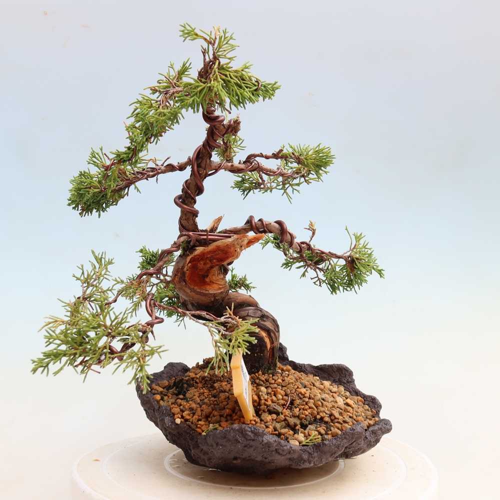 Bonsai für draußen - Juniperus chinensis Itoigawa-Juniperus chinensis