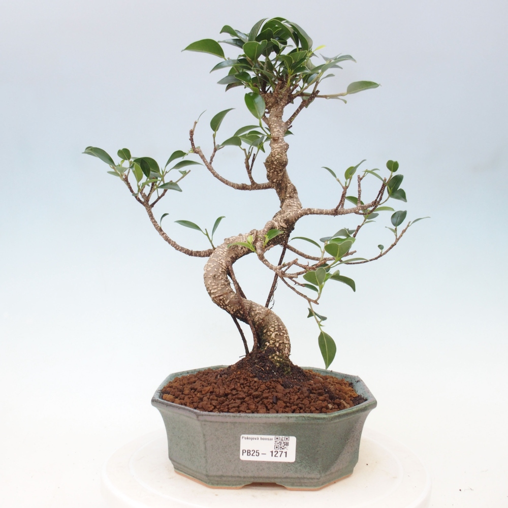 Indoor-Bonsai - Ficus retusa - kleiner Ficus