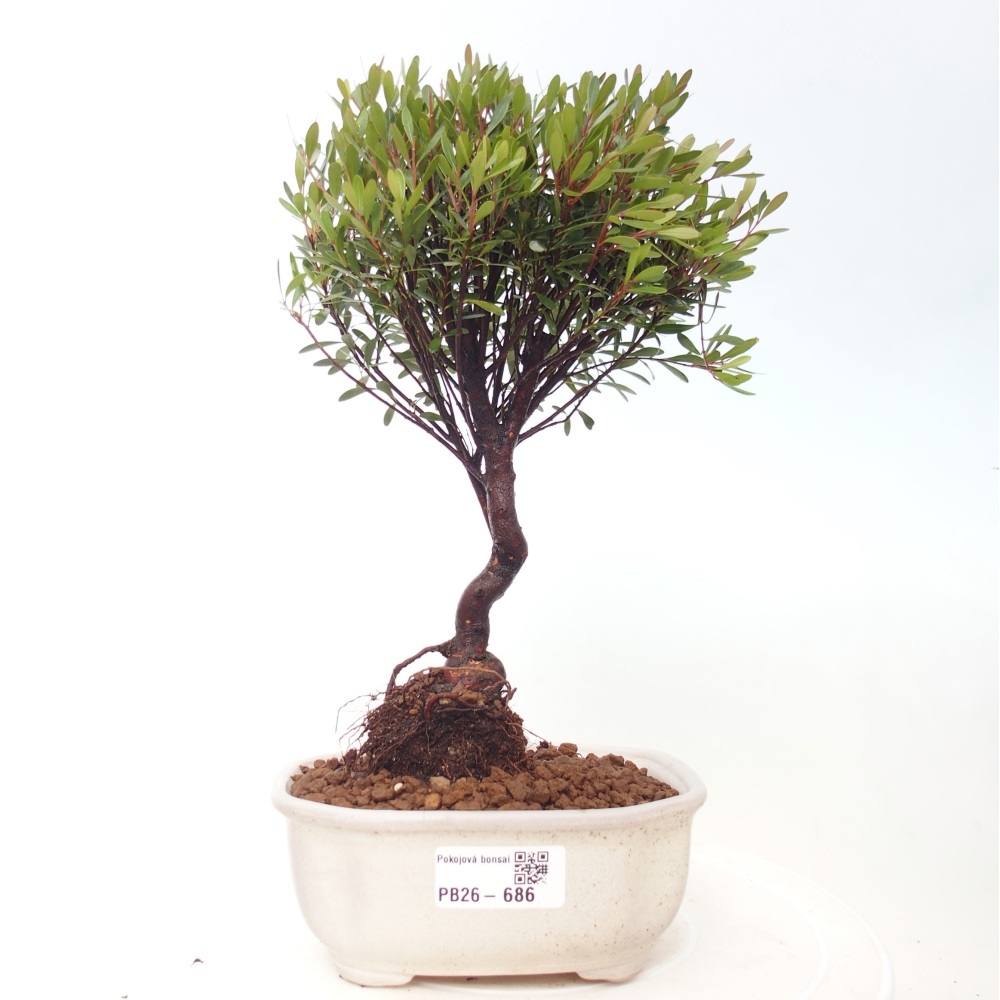 Zimmer Bonsai - Syzygium - Piment