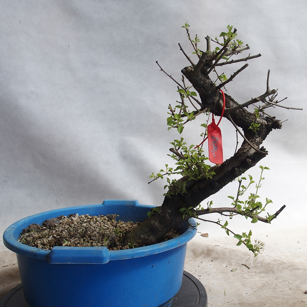 Outdoor Bonsai -Mahalebka - Prunus Mahaleb