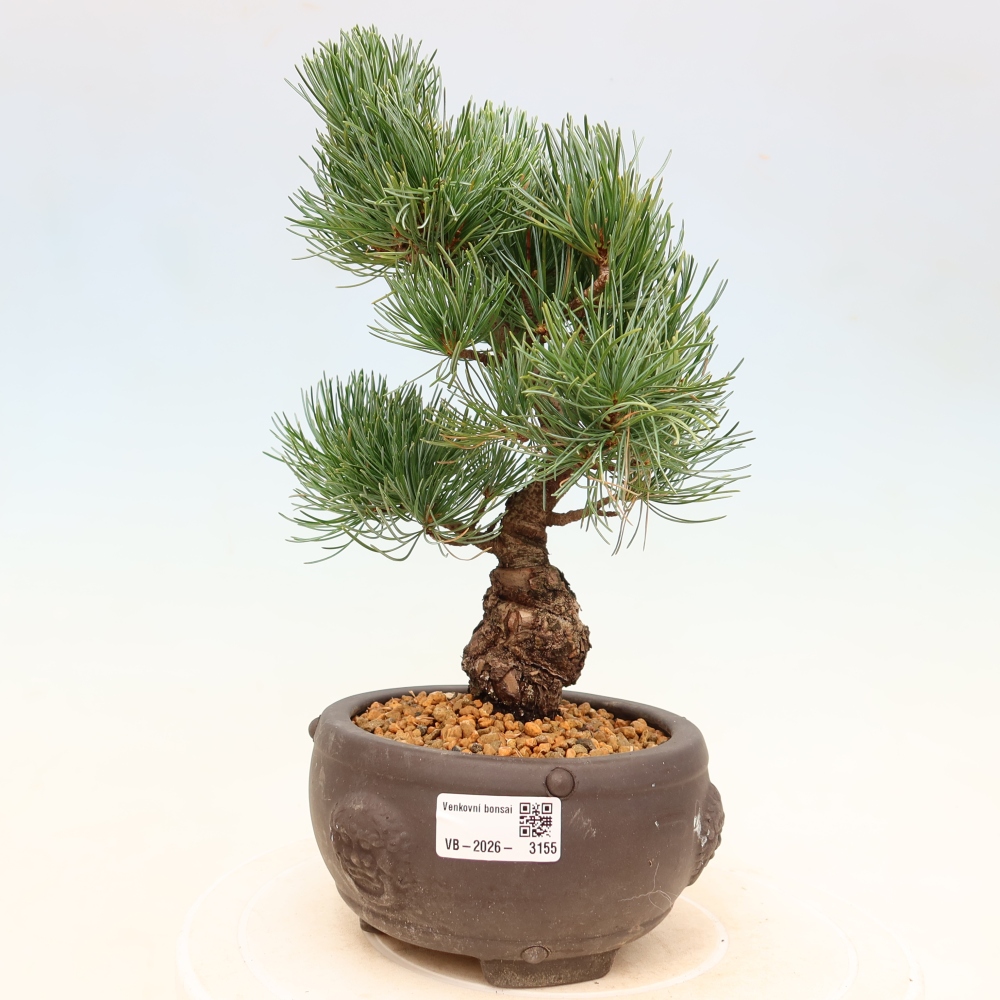 Bonsai für draußen - Pinus parviflora - Pinus parviflora