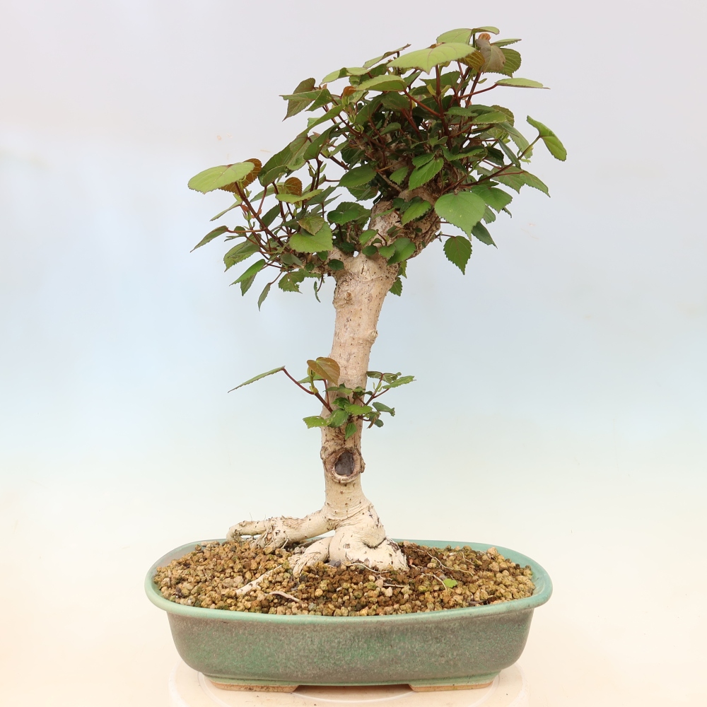 Zimmerbonsai - Hibiscus tiliaceus - Meeres-Hibiskus