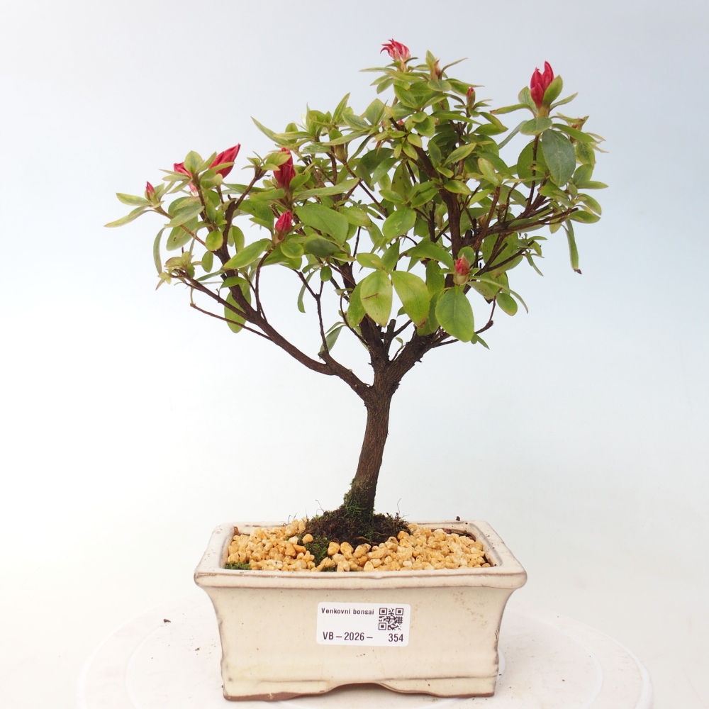 Bonsai für draußen - Japanische Azalee - Azalea sp.