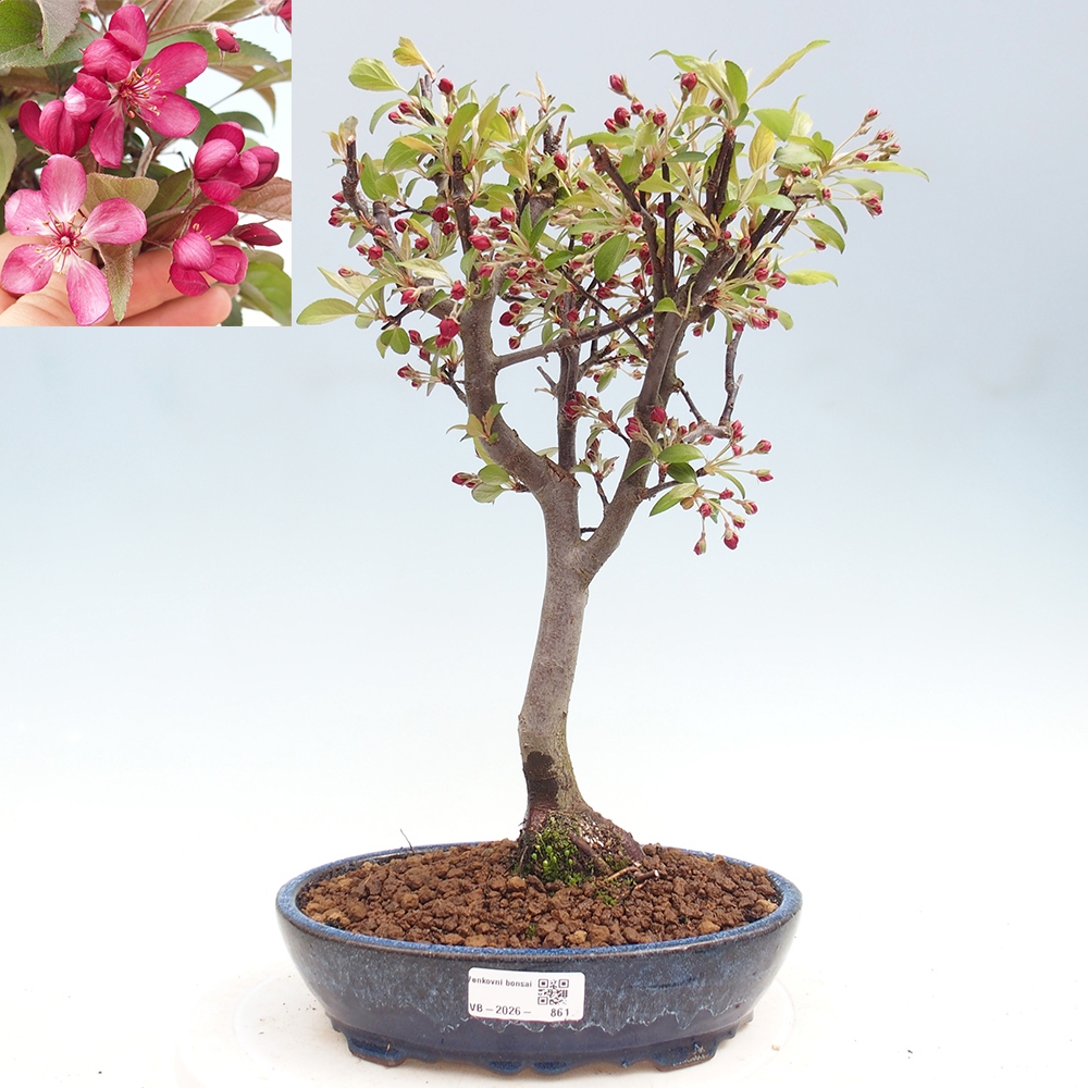 Outdoor-Bonsai -Malus domestica - Kleinfrüchtiger rotblättriger Apfelbaum