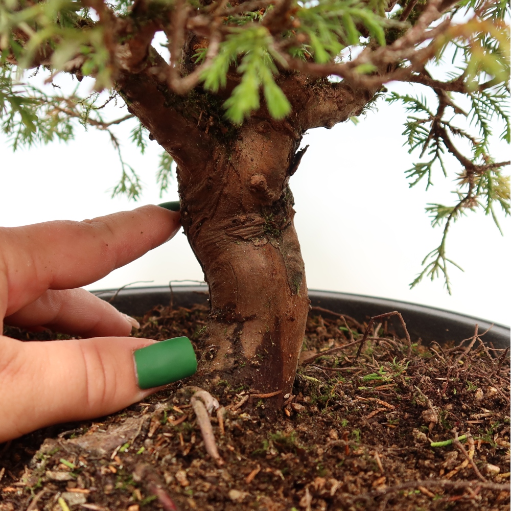 Bonsai für draußen - Juniperus chinensis Itoigawa-Juniperus chinensis